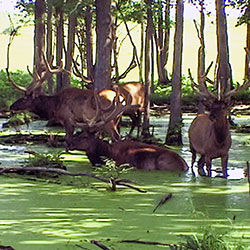 Thunder Bay Resort Elk Tour