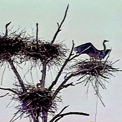 Heron Rookery