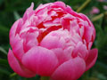 Garden Tour Gallery 1