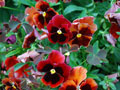Garden Tour Gallery 3