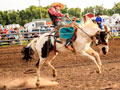 Bay County Fair