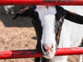 Saginaw County Fair