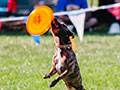 Dog Bowl Gallery