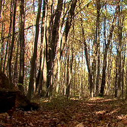 Ogemaw Hills Pathway