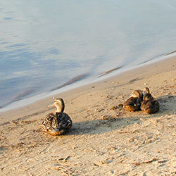 Indian Lake